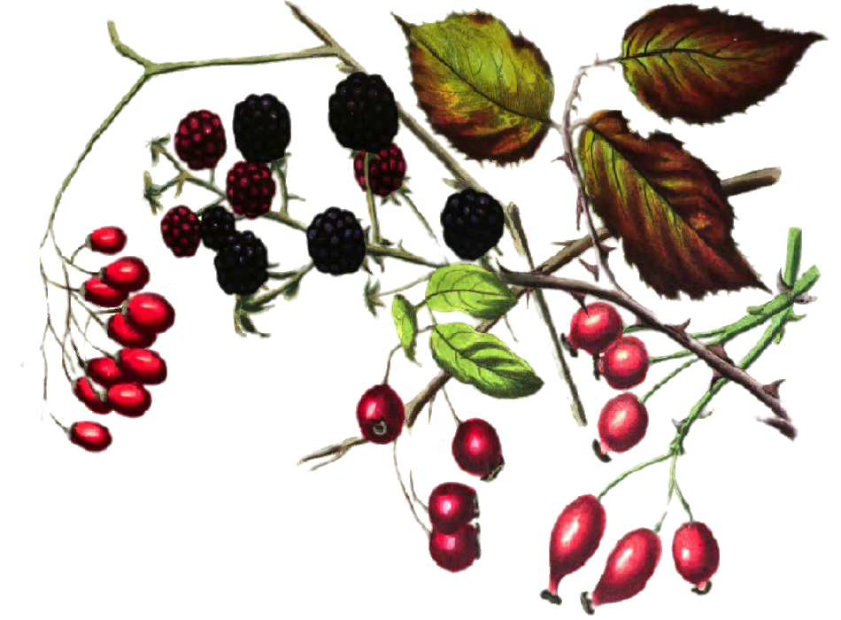 WINTER BERRY: When the first blooms have faded and the summer leaves are mostly fallen, what remains behind are the nourishing berries that maintain through the fall and winter, until a new spring and life begins again.