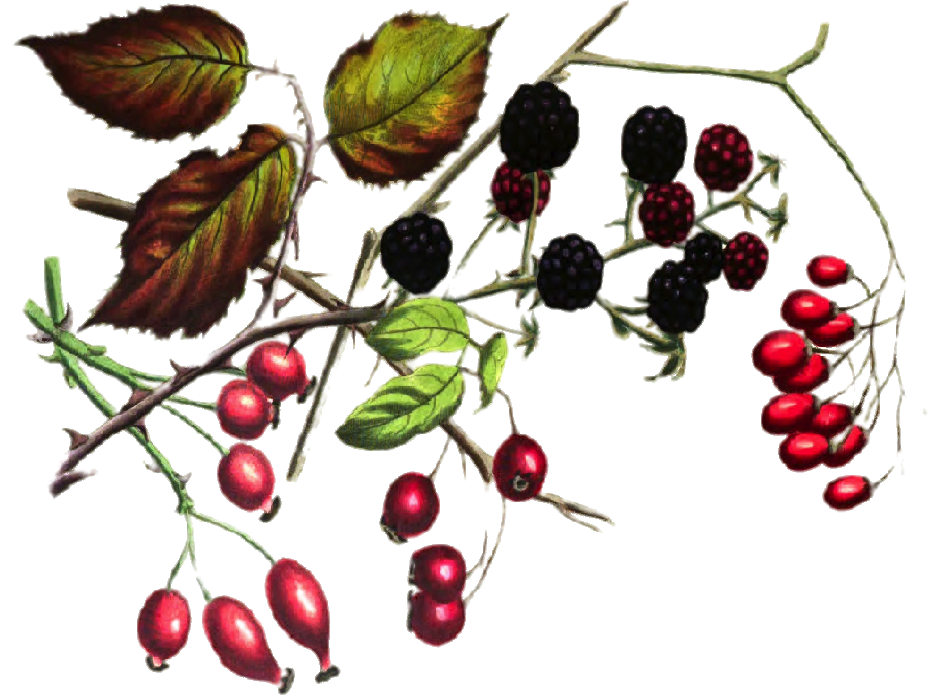 WINTER BERRY: When the first blooms have faded and the summer leaves are mostly fallen, what remains behind are the nourishing berries that maintain through the fall and winter, until a new spring and life begins again.