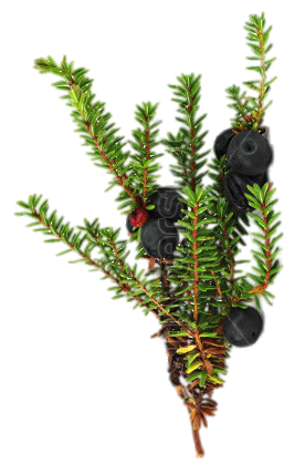 Back to Winter Berry Bookshelf